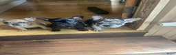French Bulldog dogs for sale: French bulldog puppies looking for good new home  in Lancaster - Advert 11