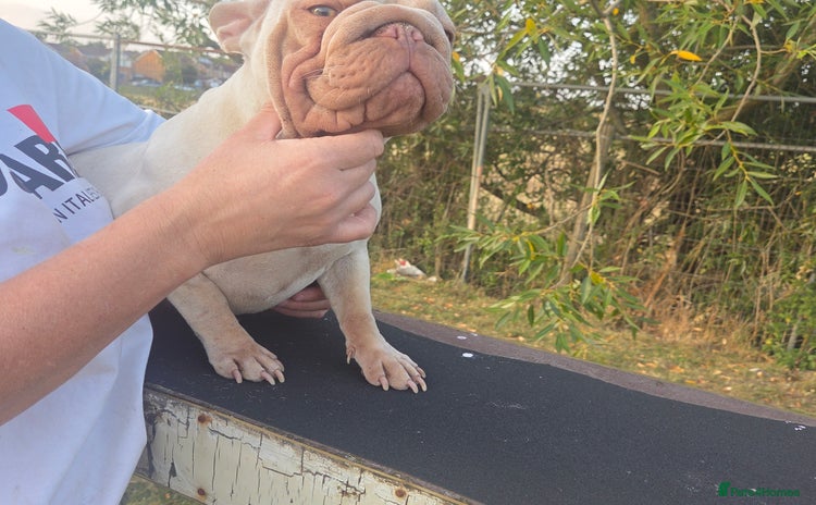 French Bulldog dogs - Advert 6