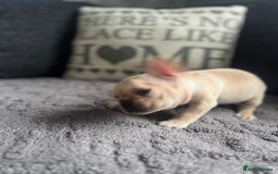French Bulldog dogs for sale: French bulldog puppies  - Image 4