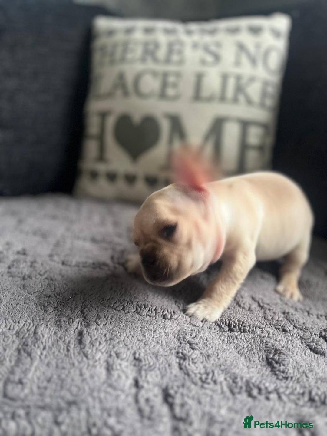 French Bulldog dogs for sale: French bulldog puppies  - Image 4