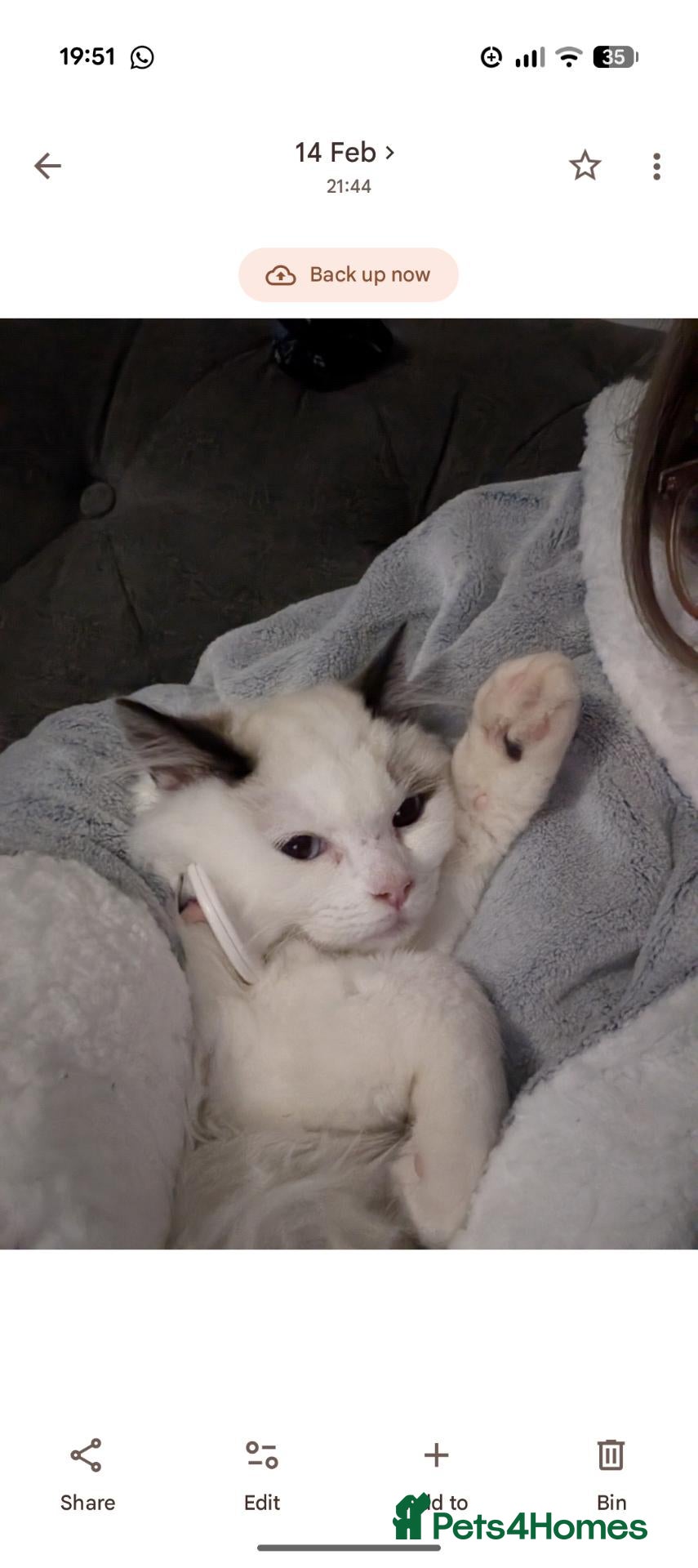 Ragdoll cats for sale: Cat for sale  - Advert 11