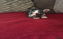French Bulldog dogs for sale: French bulldog Merle puppies for sale  - Image 7