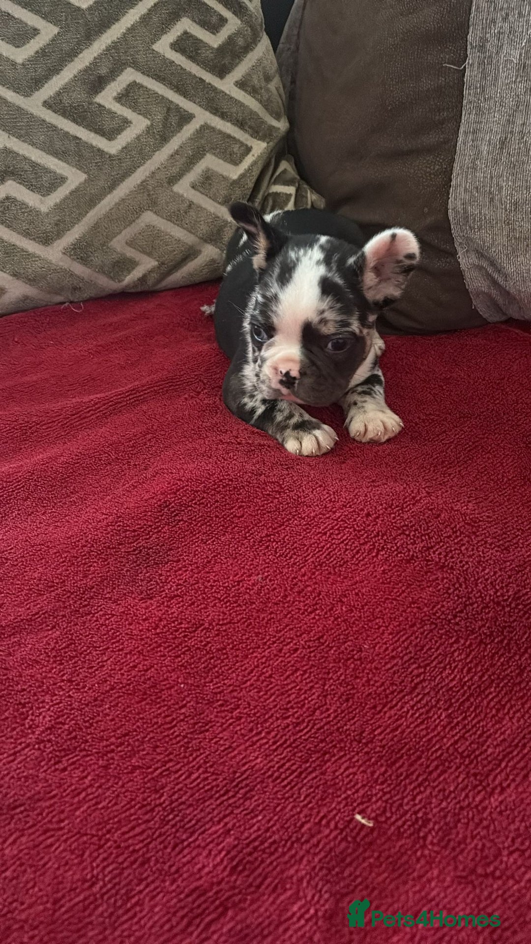French Bulldog dogs for sale: French bulldog Merle puppies for sale  - Image 7