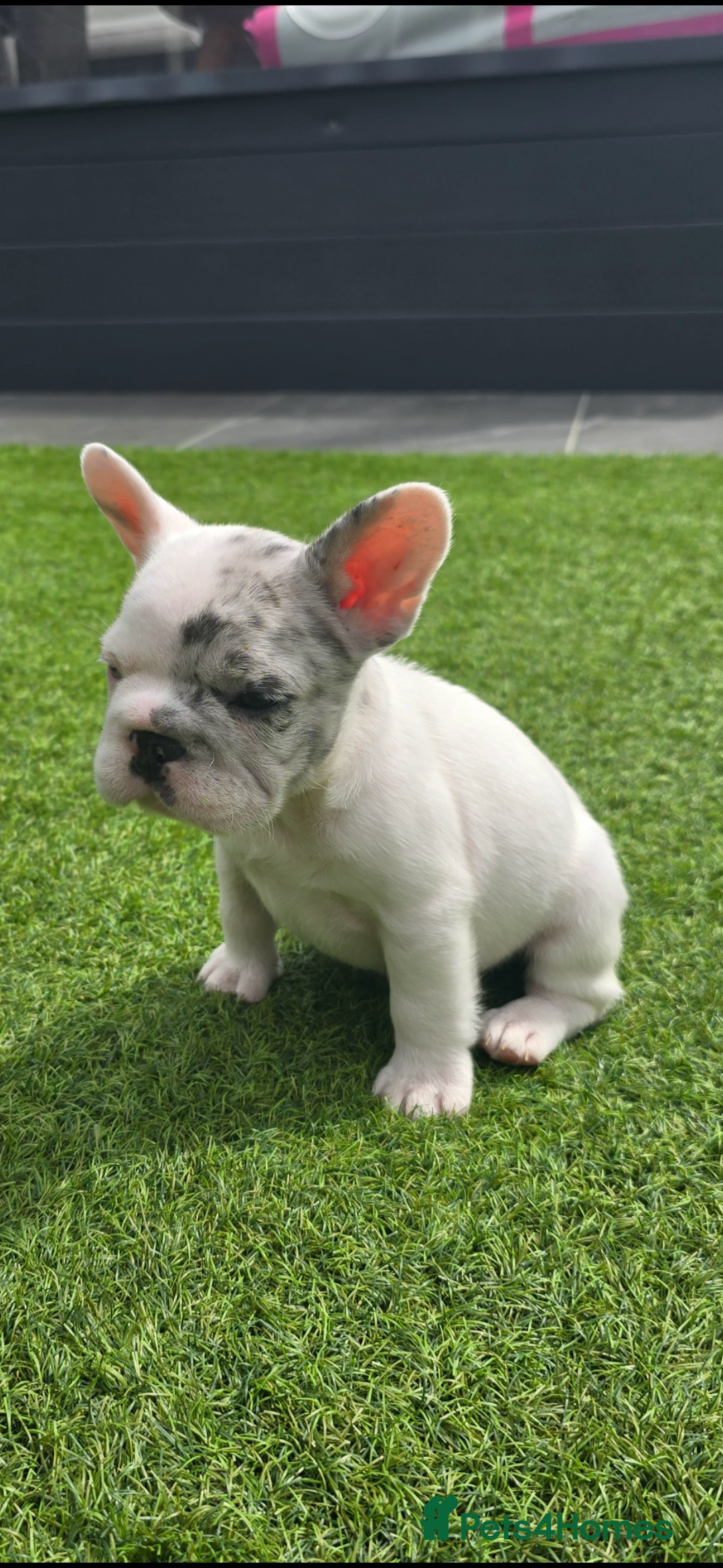 French Bulldog dogs for sale: FRENCHYS Kc from £2500 fluffy, Pink carriers - Image 12