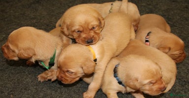 Labrador Retriever dogs - Advert 13