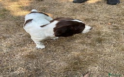 English Springer Spaniel dogs for sale: English Springer Spaniel Puppies - Image 4