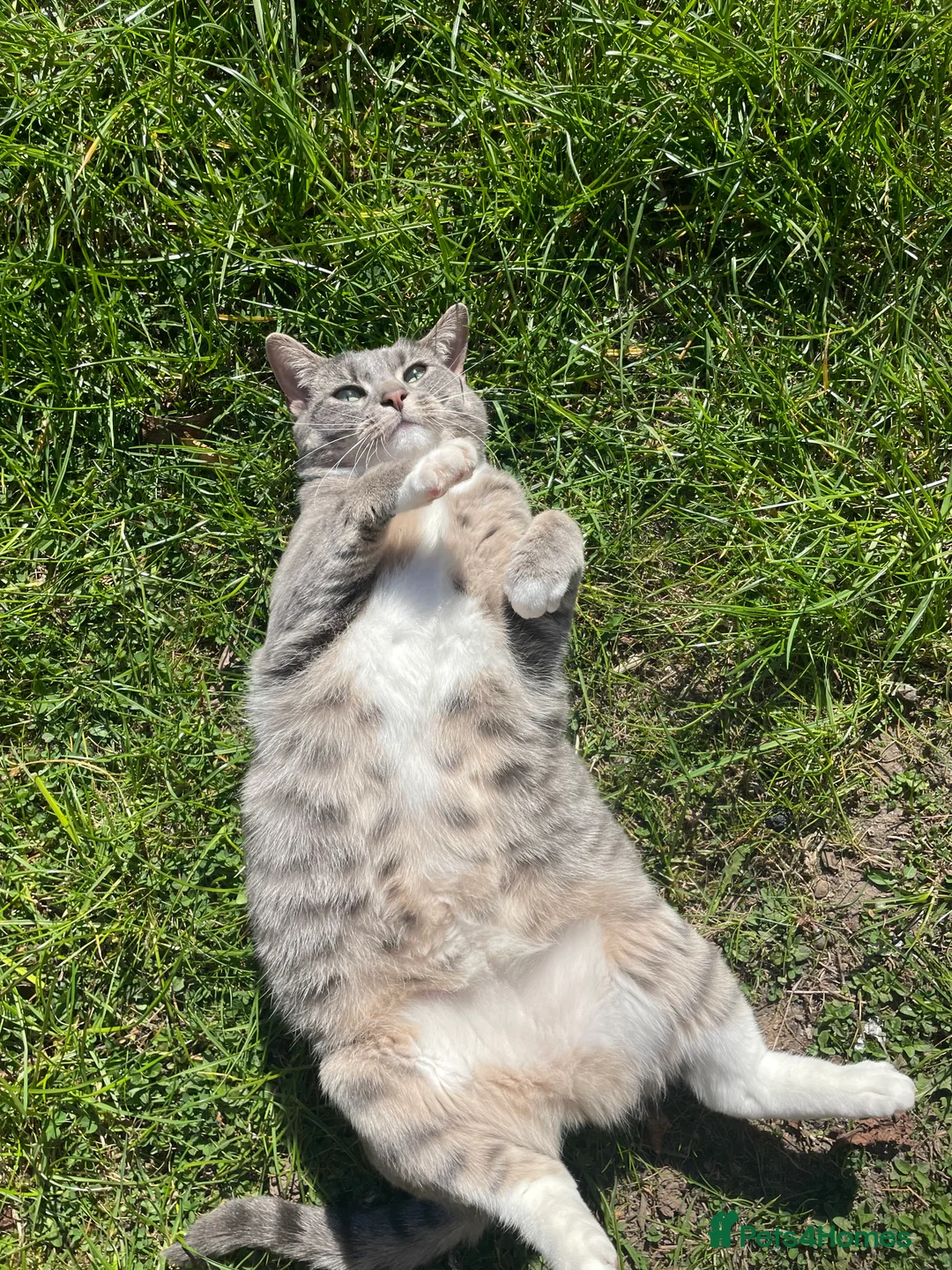 Egyptian Mau cats for sale: 3 year old Egyptian Mau - Advert 3