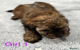 Cockapoo dogs for sale: Outstanding Cockapoos Fully Health Tested  - Image 17