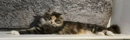 Maine Coon cats for sale: Beautiful friendly girl - Advert 5