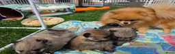 Pomeranian dogs for sale: Beautiful sable girl  - Advert 5