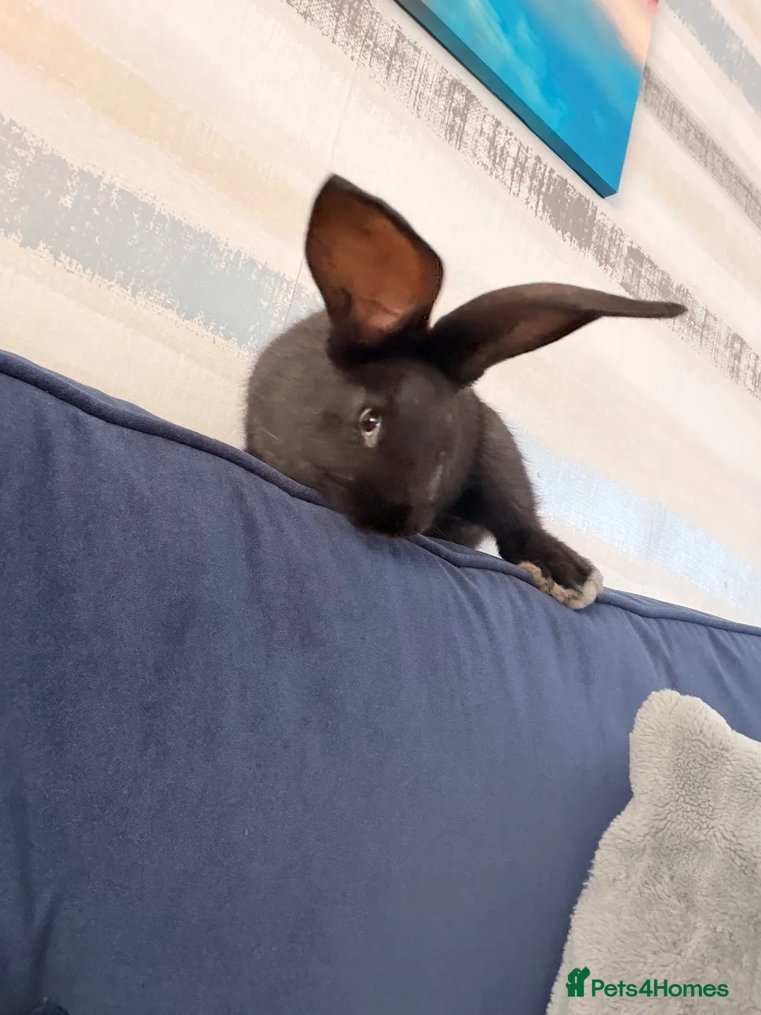 Continental Giant rabbits for sale: Beautiful black continental  - Advert 5