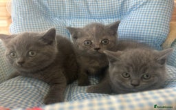 British Shorthair cats for sale: Beautiful cuddly, British short hair kittens  - Image 1
