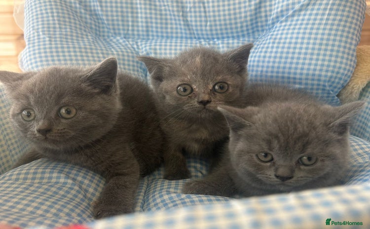 British Shorthair cats - Advert 7
