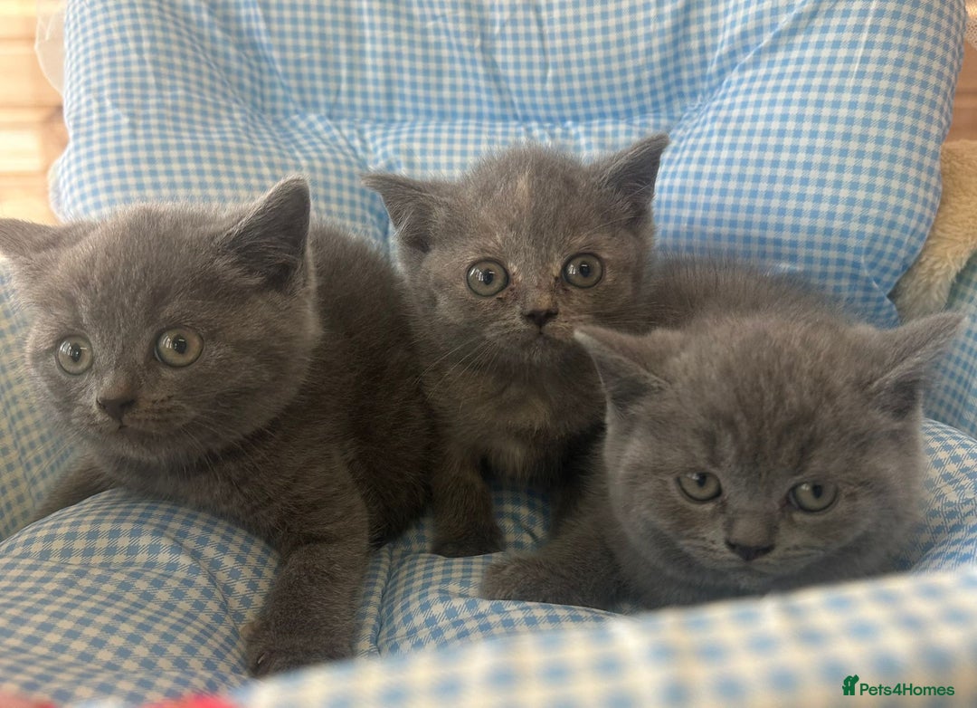 British Shorthair cats for sale: Beautiful cuddly, British short hair kittens  - Image 1