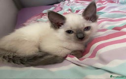 Ragdoll cats for sale: Ragdoll Kittens - Image 1