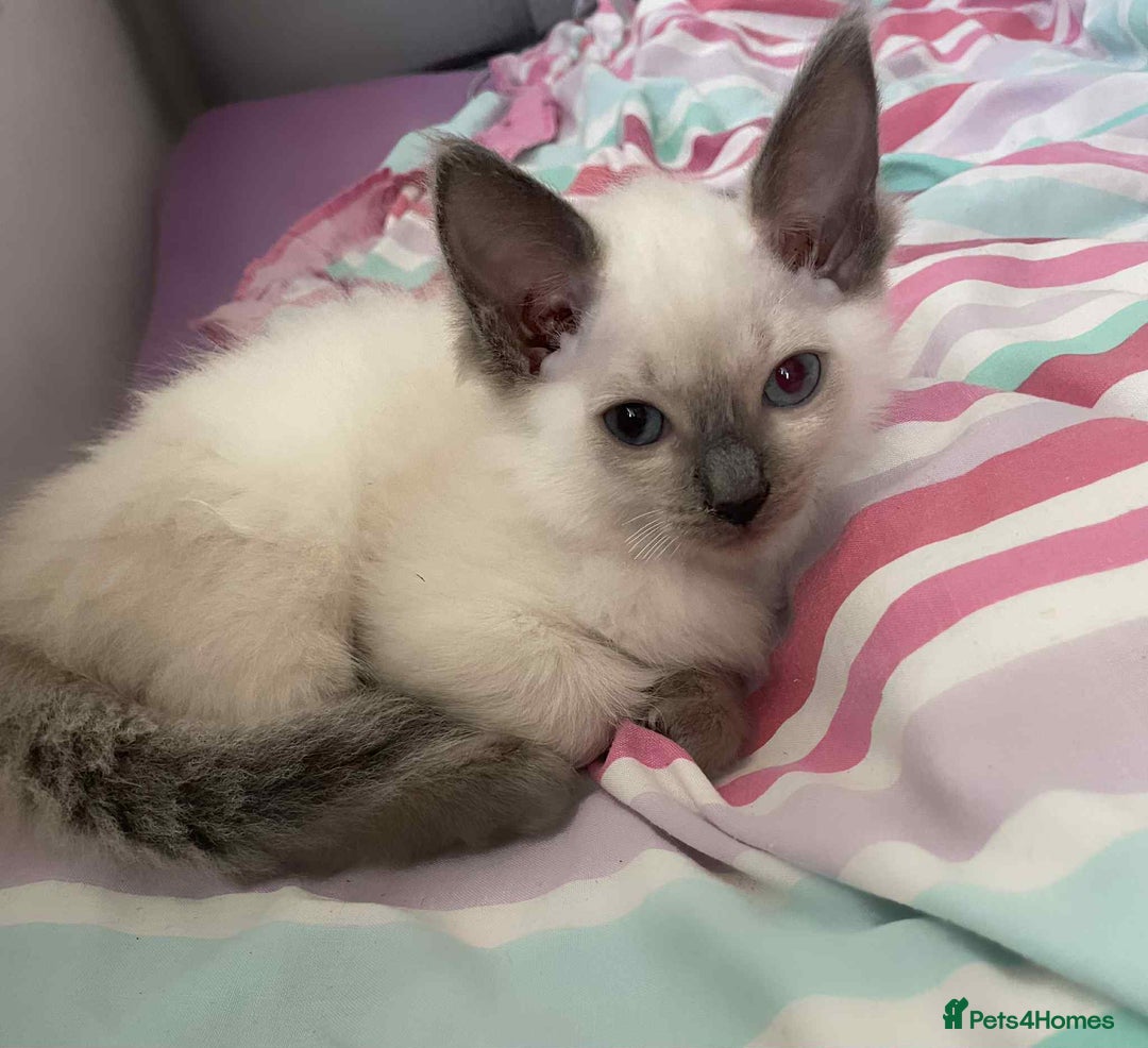 Ragdoll cats for sale: Ragdoll Kittens - Image 1
