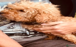 Cavapoo dogs for sale: CAVAPOO F1 WAITING LIST OPEN - Image 2