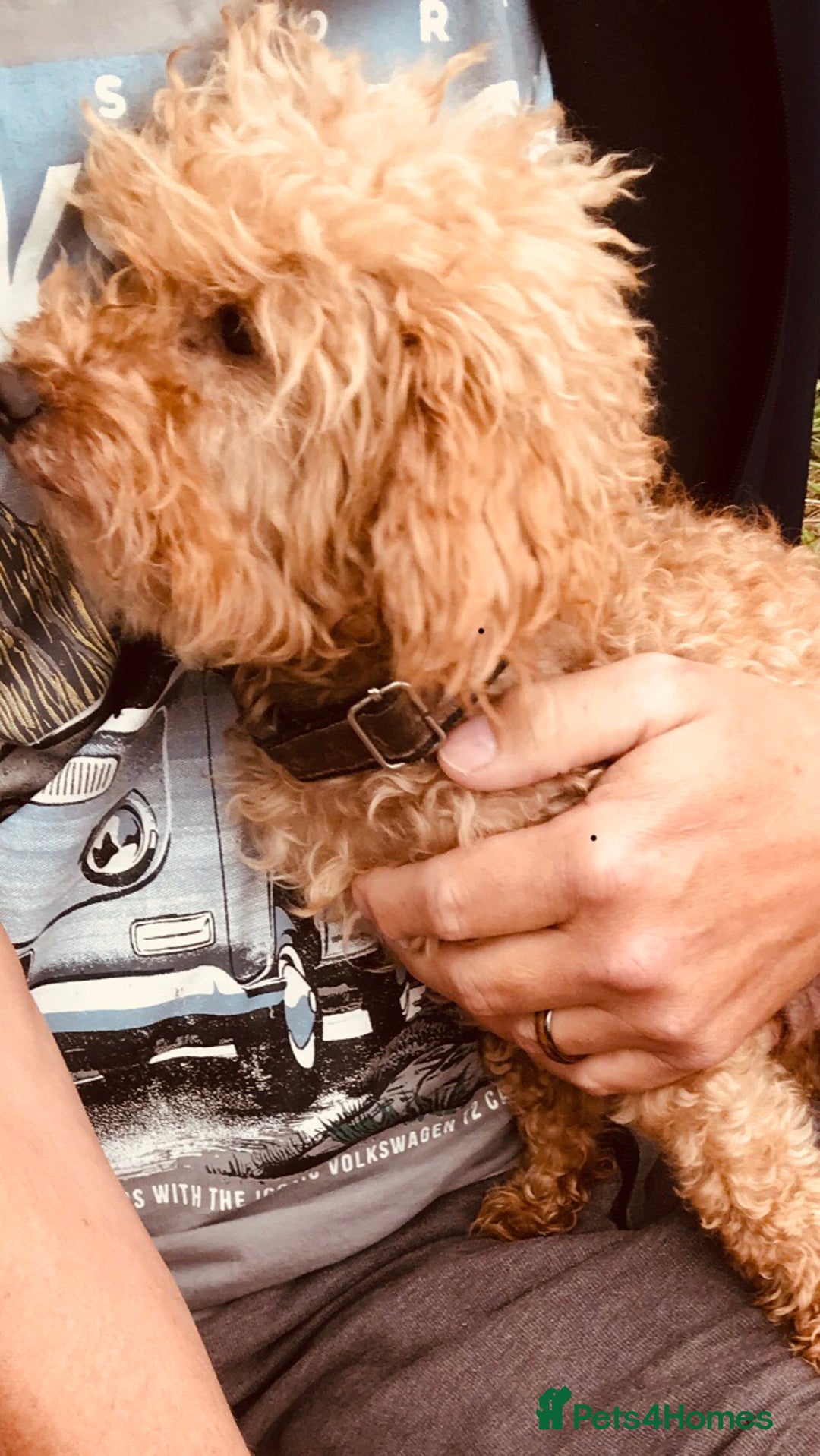 Cavapoo dogs for sale: CAVAPOO F1 WAITING LIST OPEN - Image 2