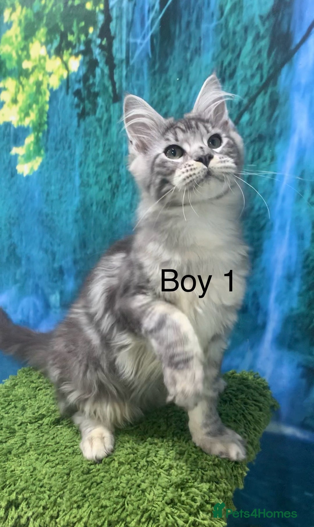 Maine Coon cats for sale: TICA Maine coon kittens polydactyl neutered - Image 5