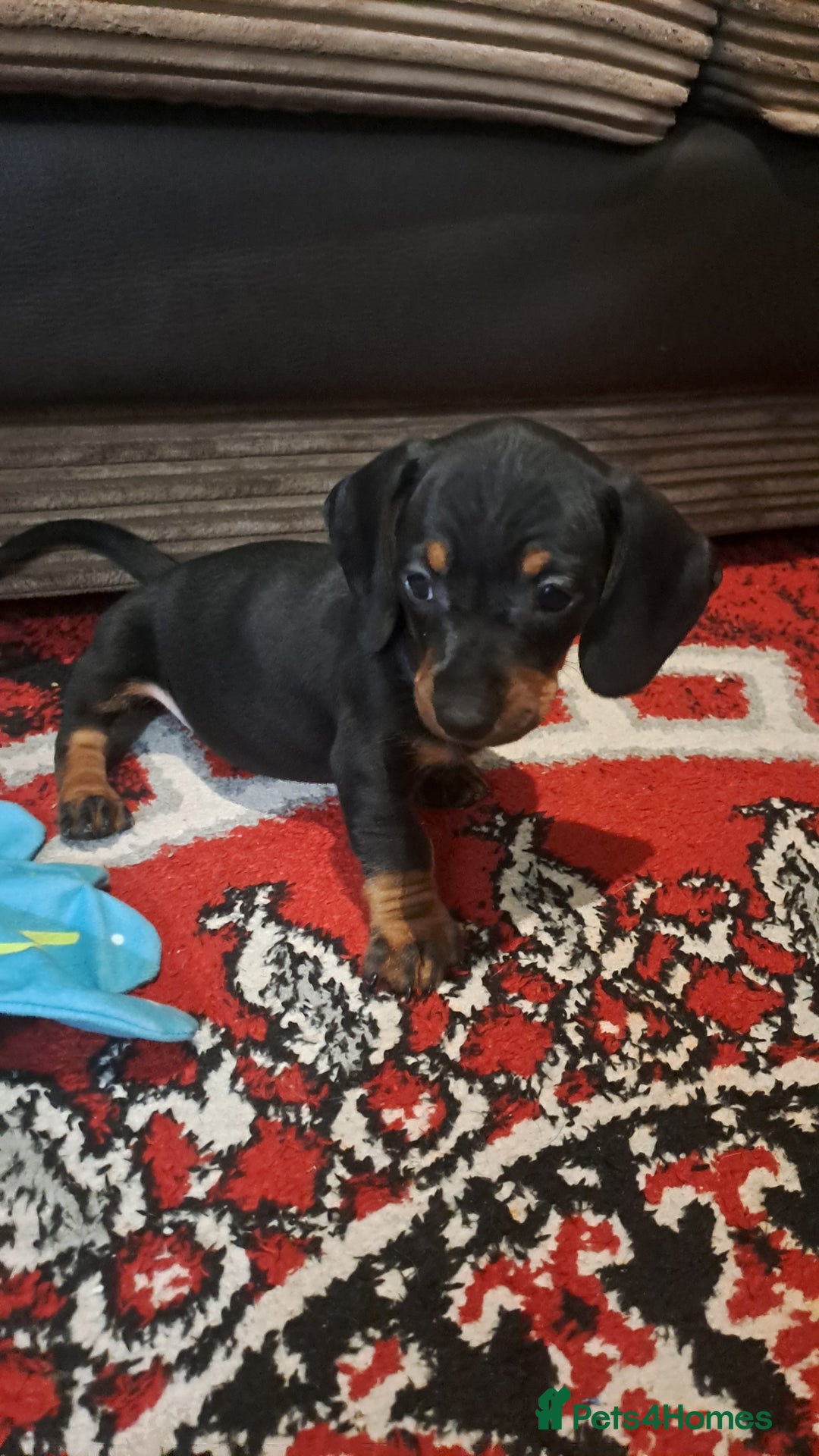 Dachshund dogs for sale: Stunning dachshund boy puppies - Advert 3