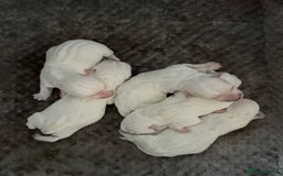 West Highland Terrier dogs for sale: Quality pedigree West Highland White Terriers  - Image 2