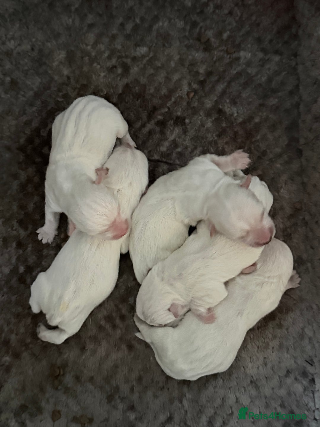 West Highland Terrier dogs for sale: Quality pedigree West Highland White Terriers  - Image 2