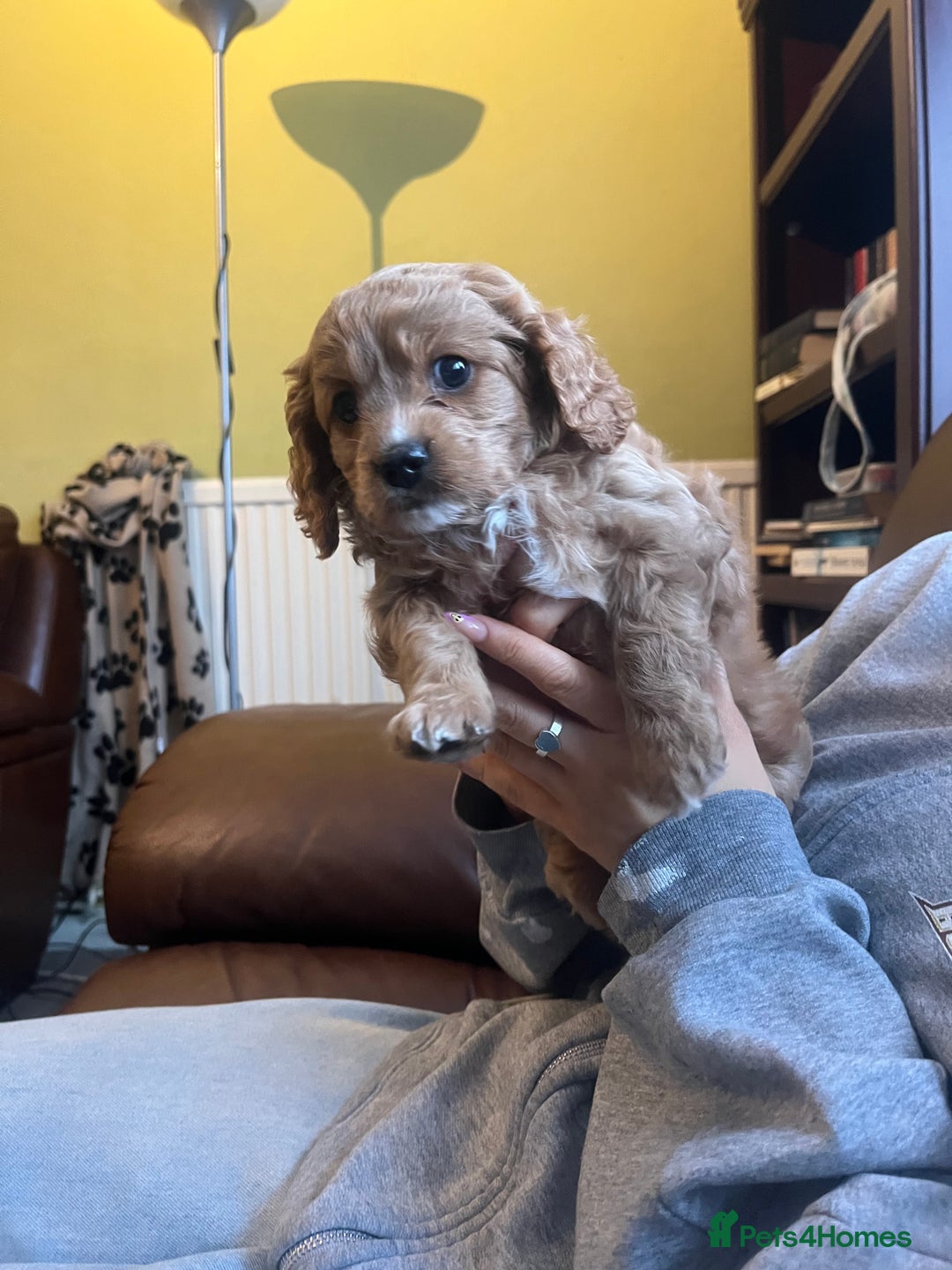 Cavapoo dogs for sale: Beautiful litter of F2 Cavapoo puppies - Advert 3