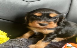 Cocker Spaniel dogs for sale: Show Cocel Spaniel- K.C. Reg. - Image 1
