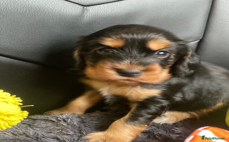 Cocker Spaniel dogs - Advert 1