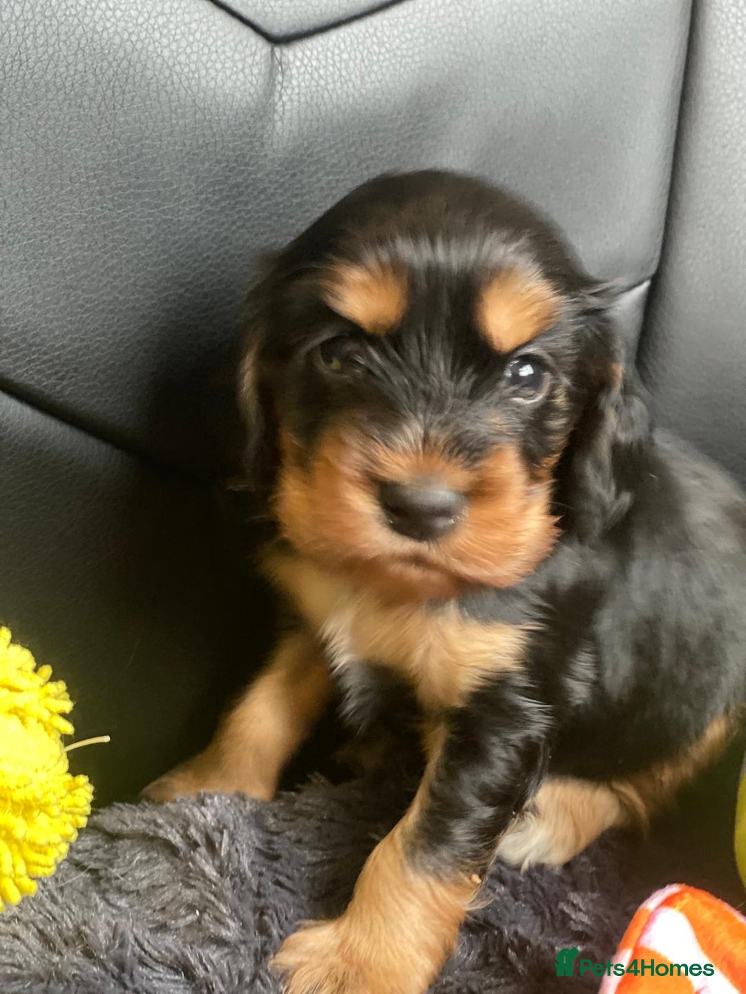 Cocker Spaniel dogs for sale: Show Cocel Spaniel- K.C. Reg. - Image 1