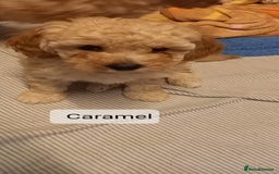 Poochon dogs for sale: Poochon Puppies - Advert 7