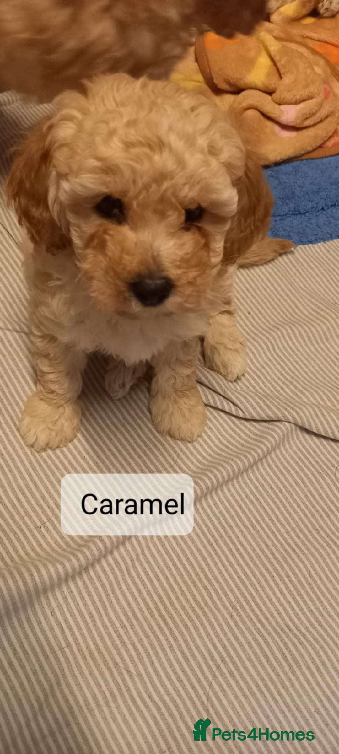 Poochon dogs for sale: Poochon Puppies - Advert 7