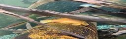 Plecos fish for sale: Blue-eye lemon Bristlenose pleco juveniles  - Advert 12