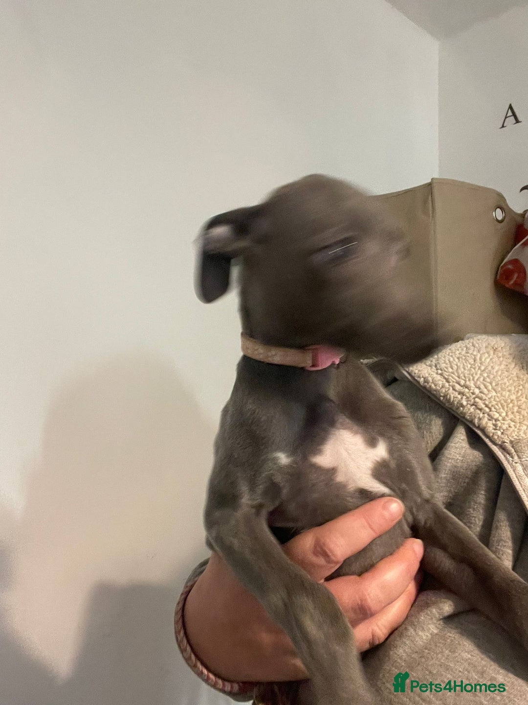 Whippet dogs for sale: KC registered blue whippet puppies for sale - Advert 9