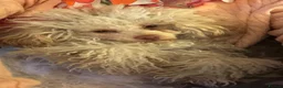 Toy Poodle dogs for sale: KC Registered Beautiful Toy Poodle Puppies - Advert 13