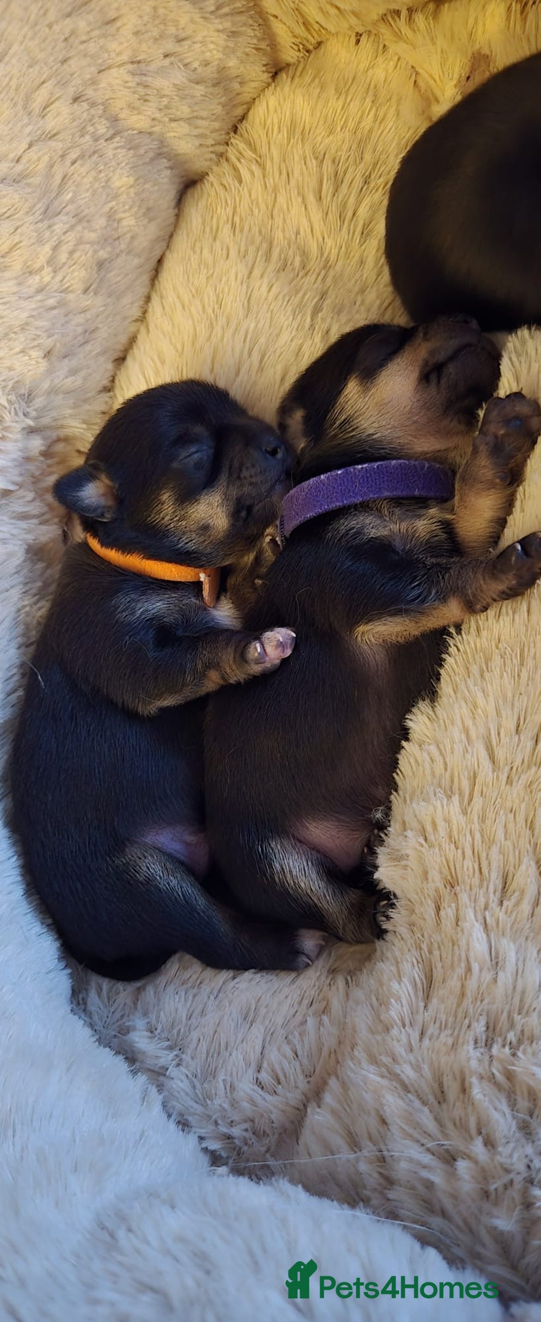 Chihuahua dogs for sale: Chihuahua Puppies - Image 4