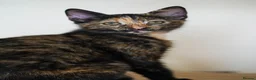 Mixed Breed cats for sale: Beautiful 12‑Week‑Old Kittens Ready for Homes - Advert 8