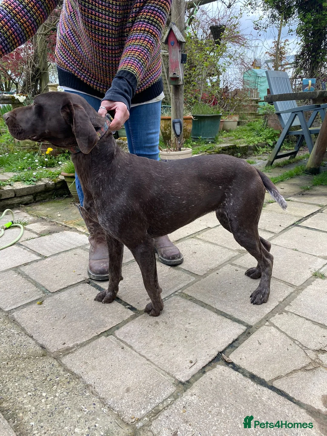German Shorthaired Pointer dogs for sale: Lovely 7 year old GSP Boy  - Advert 2