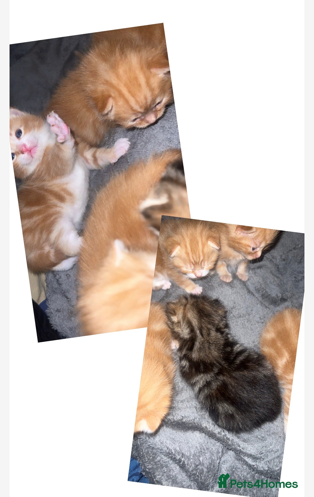 British Shorthair cats male british short hair kittens - Advert 18