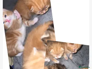 British Shorthair cats male british short hair kittens - Advert 18