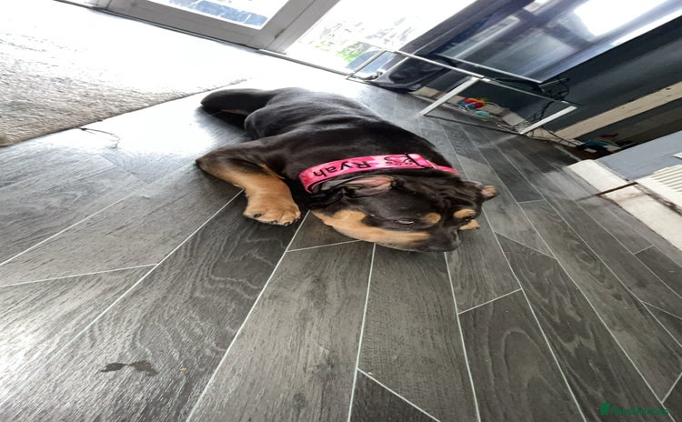 American Bully dogs - Advert 1
