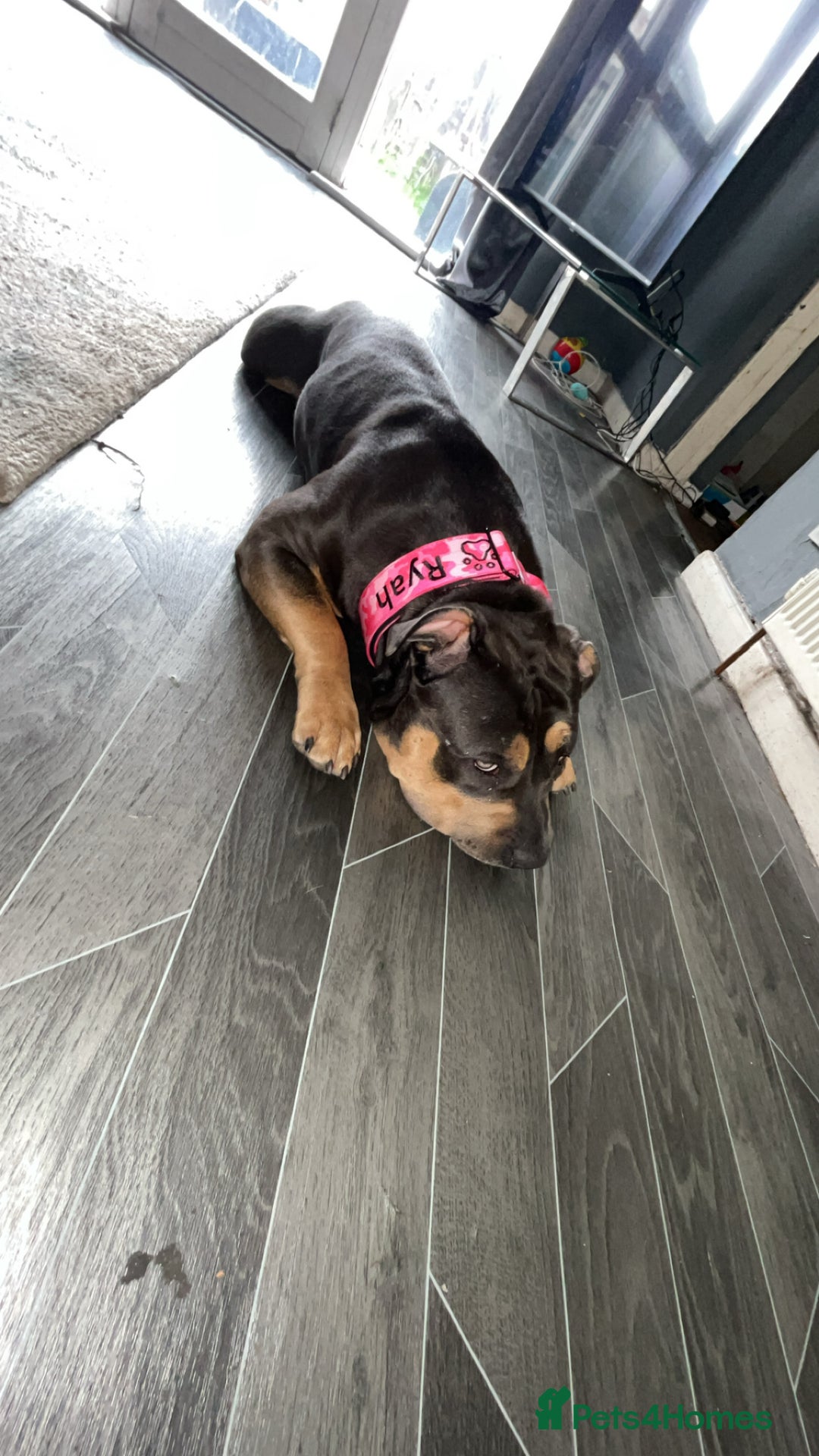 American Bully dogs for sale: American bully for rehoming - Image 1