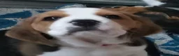 Beagle dogs for sale: Beautiful Beagle Puppies – Ready Now! - Advert 18