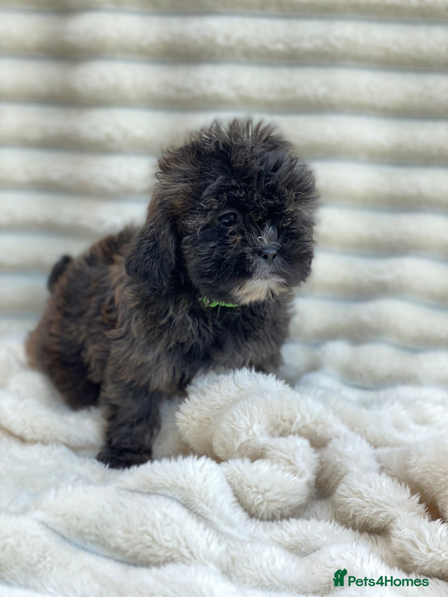Shihpoo dogs Health tested shihpoos  - Advert 1