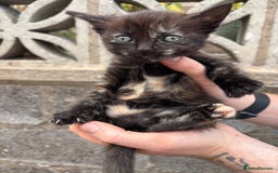 Ragdoll cats for sale: Gorgeous ragdoll cross kittens  - Image 7