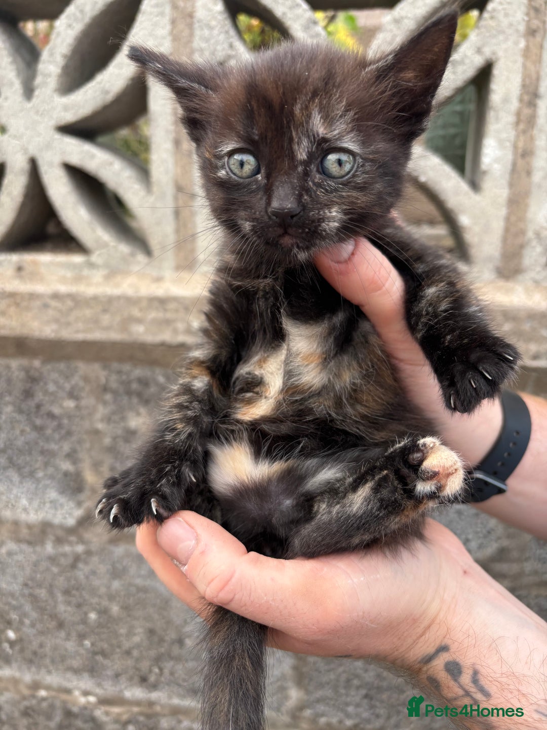 Ragdoll cats for sale: Gorgeous ragdoll cross kittens  - Image 7