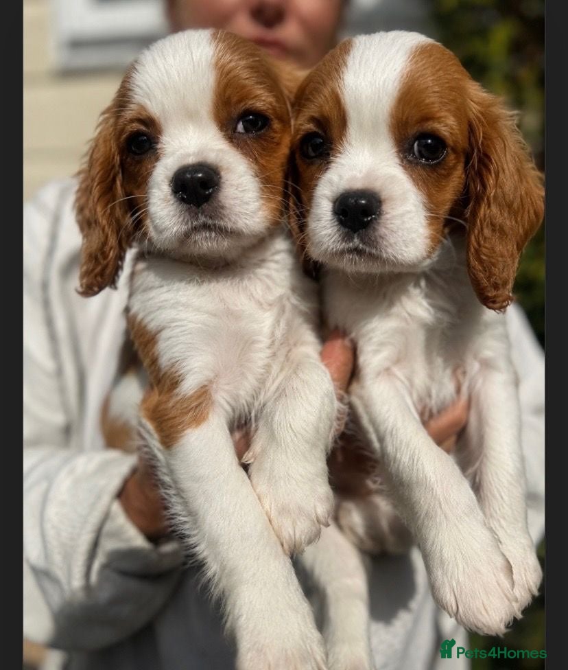 Cavalier King Charles Spaniel dogs The Royals' Cavalier King Charles  - Advert 2