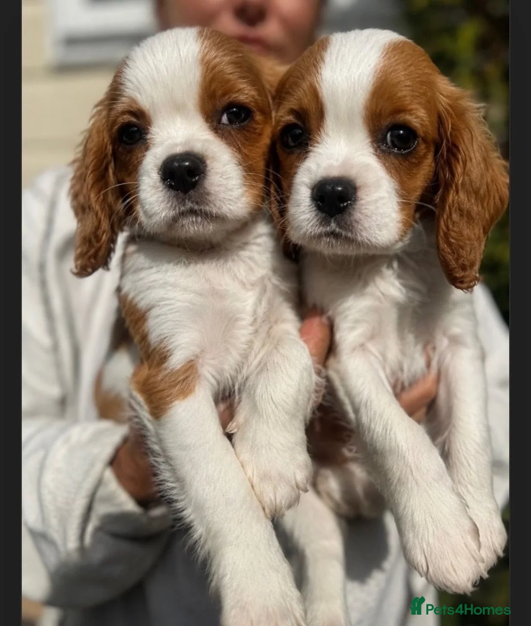 Cavalier King Charles Spaniel dogs for sale: The Royals' Cavalier King Charles  - Advert 2
