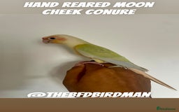 Conures birds for sale: 100% SILLY TAME HAND REARED CONURES - Image 2