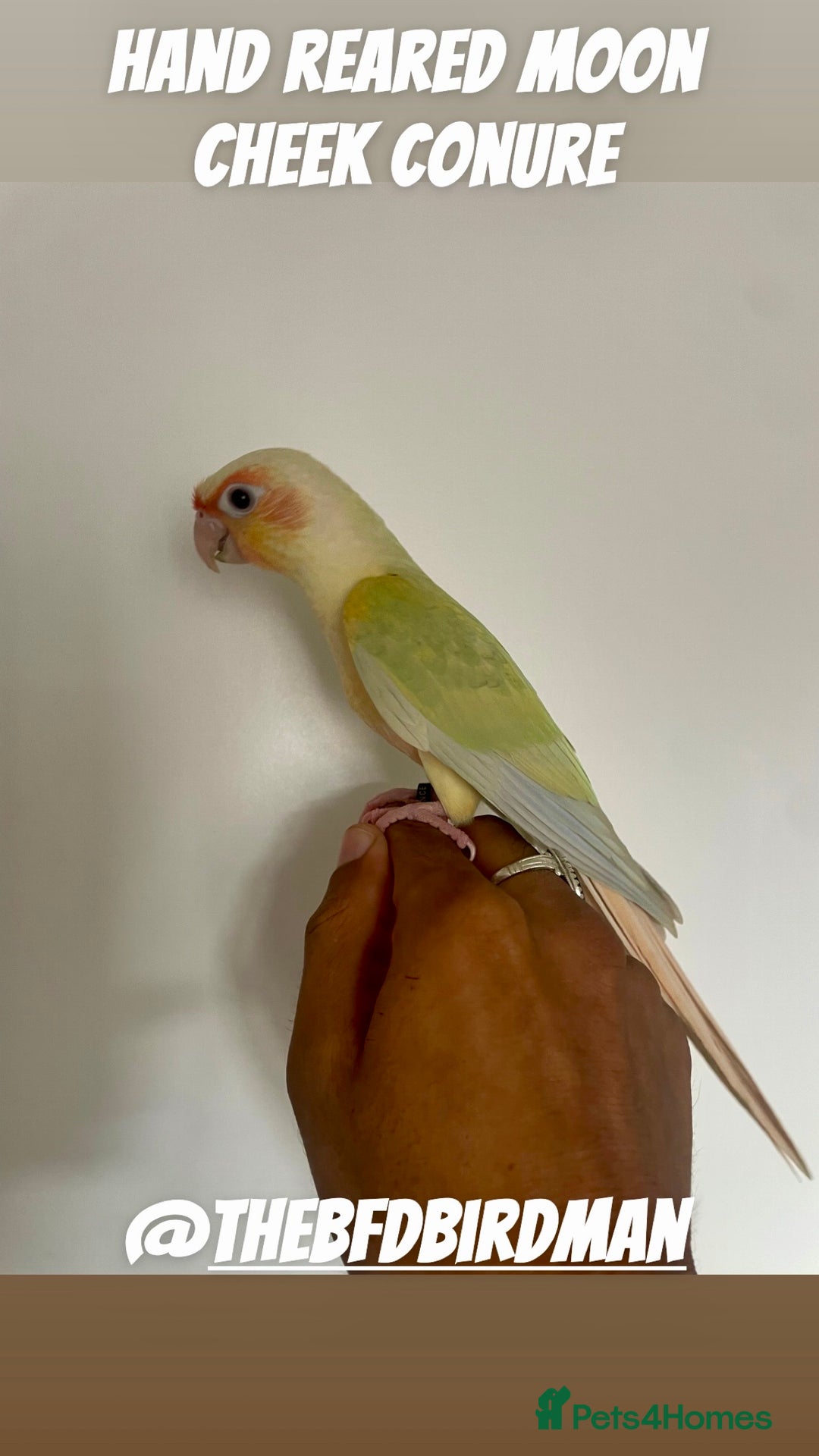 Conures birds for sale: 100% SILLY TAME HAND REARED CONURES - Image 2
